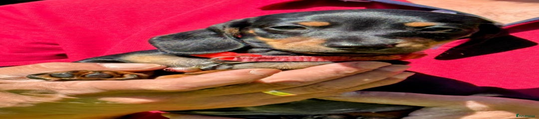 Miniature Dachshund Puppy 1