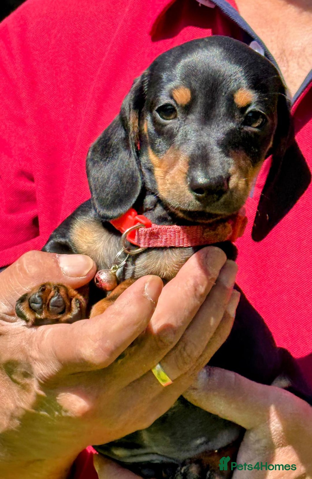 Miniature Dachshund dogs for sale: Lovingly Raised, Uniquely Special Pups - Image 2