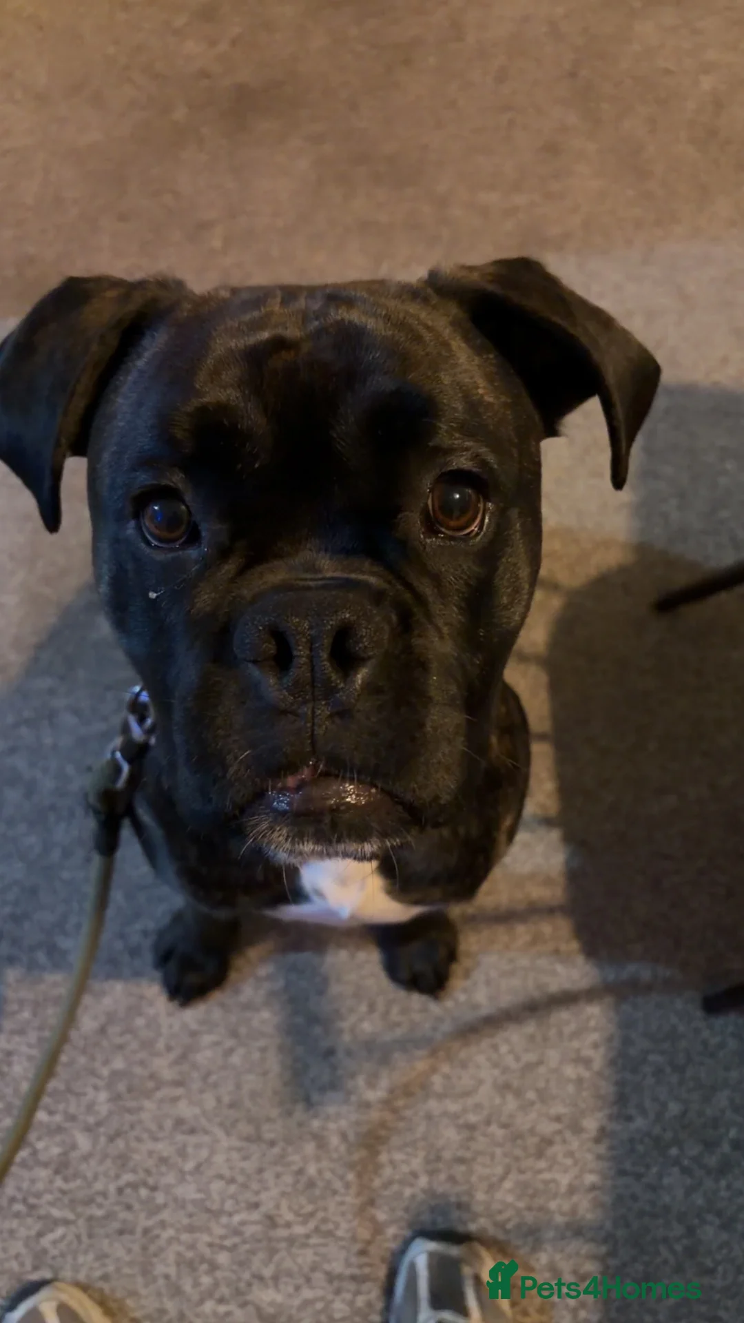 Boxer dogs for sale: Boxer dog  in Bishop Auckland - Advert 2