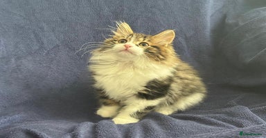 Kurilian Bobtail cats - Advert 7