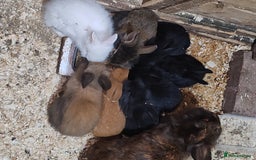 Lionhead rabbits for sale: Lionhead babies bunnies  - Image 1