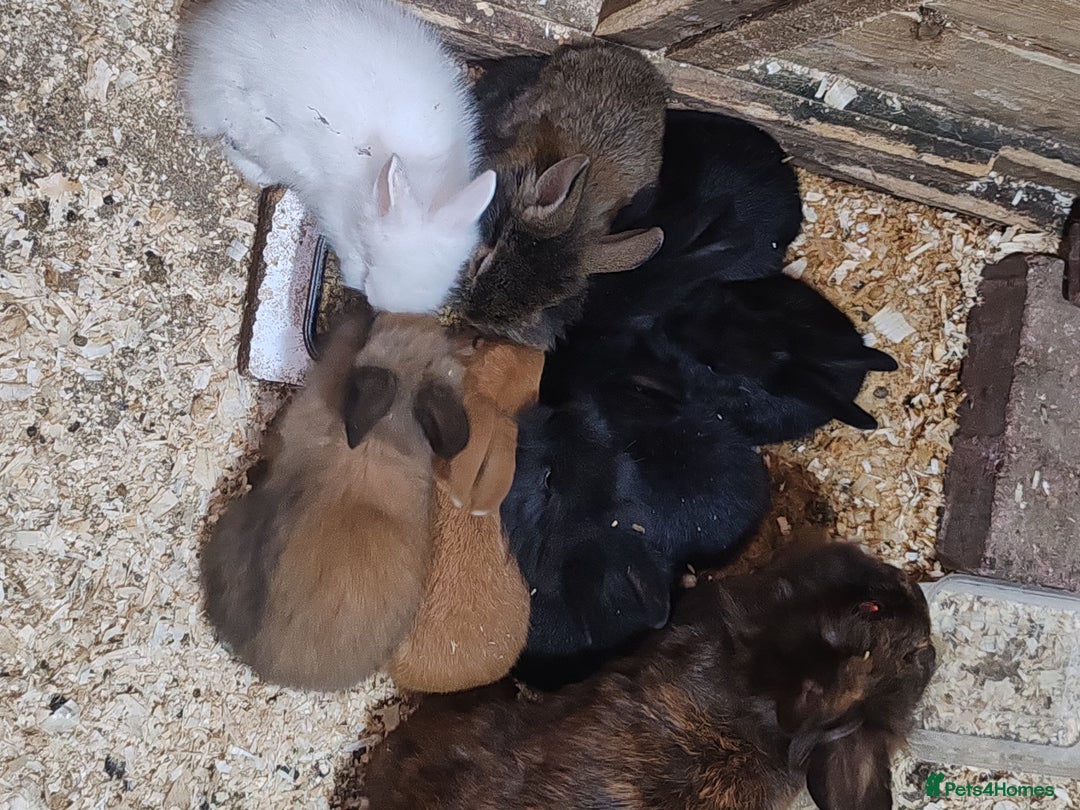 Lionhead rabbits for sale: Lionhead babies bunnies  - Image 1