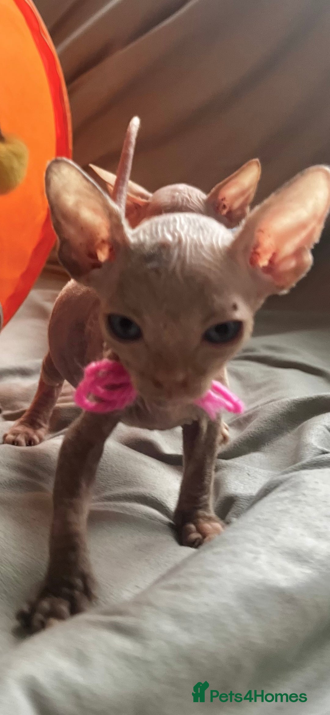 Sphynx cats for sale: Sphynx kittens - Image 8
