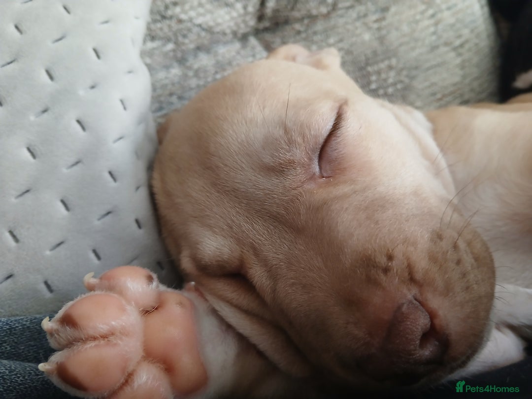 Mixed Breed dogs for sale: Puppies for sale  - Advert 8