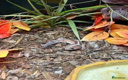 Gecko reptiles for sale: Fat Tail Gecko and Enclosure - Image 2