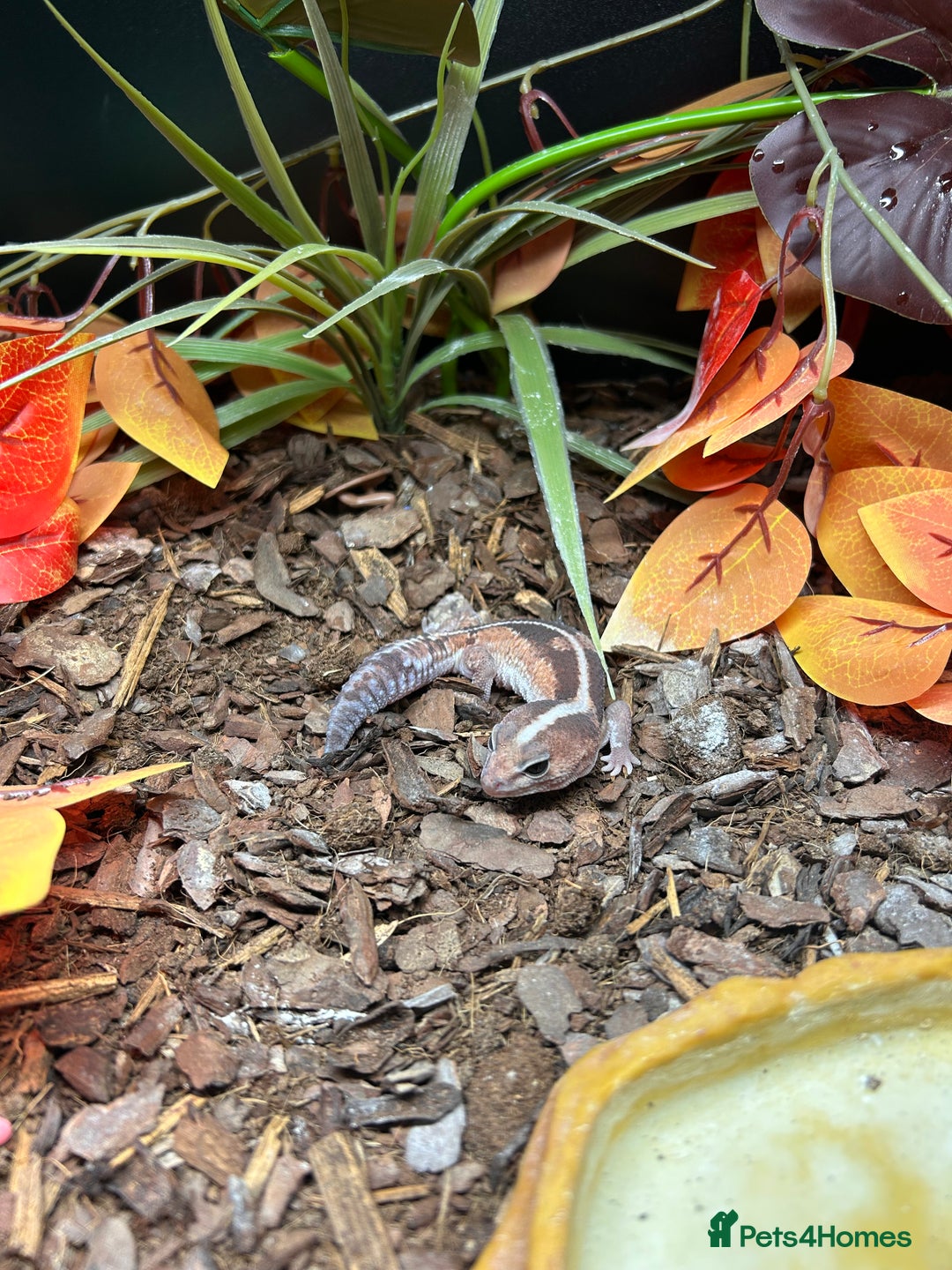 Gecko reptiles for sale: Fat Tail Gecko and Enclosure - Image 2