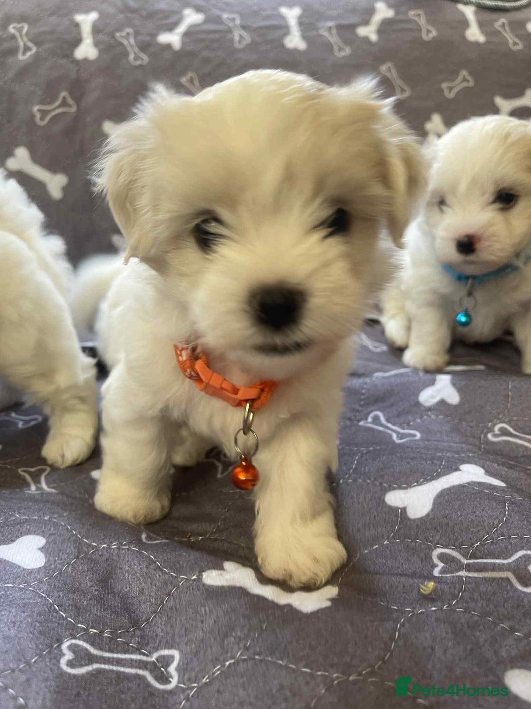 Bichon Frise dogs for sale: Bichon Frise  - Image 20