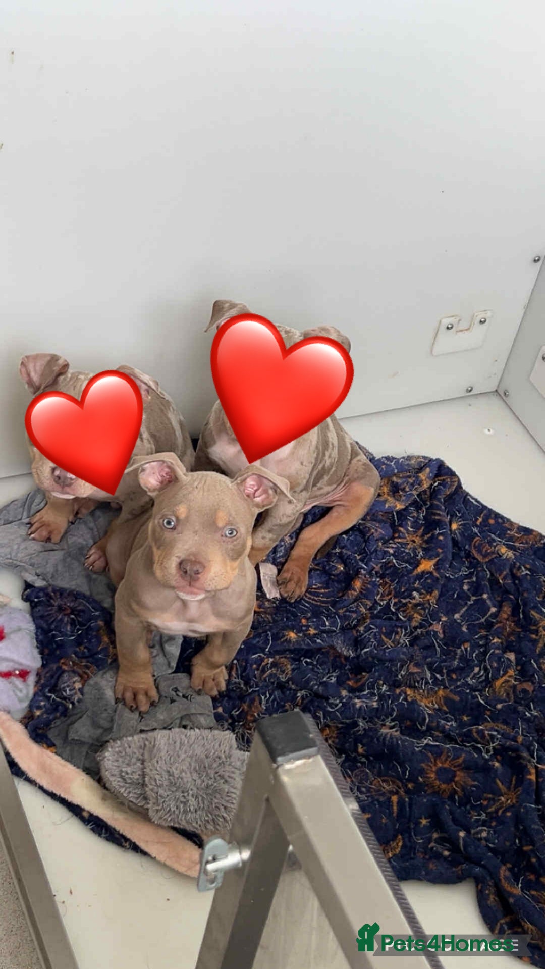 American Bully dogs for sale: Pocket Bullies - Advert 3