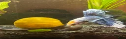 Snails fish for sale: Apple Snail in Chelmsford - Advert 3