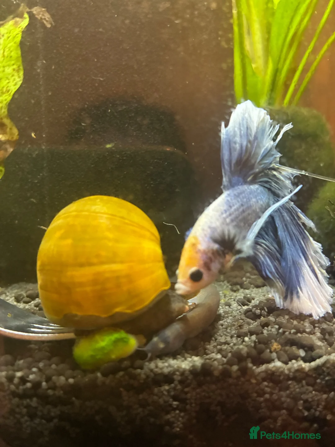 Snails fish for sale: Apple Snail in Chelmsford - Advert 3