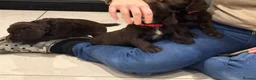 Cocker Spaniel dogs for sale: KC Working Cocker Spaniel - Advert 7
