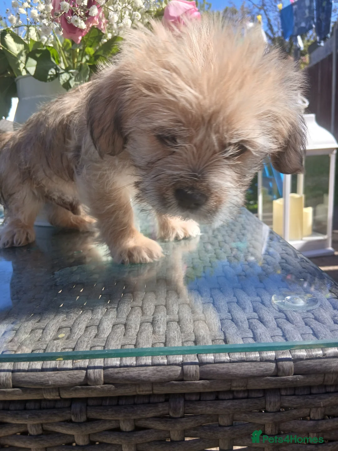Mixed Breed dogs for sale: Cocker spaniel cross puppies - Advert 2
