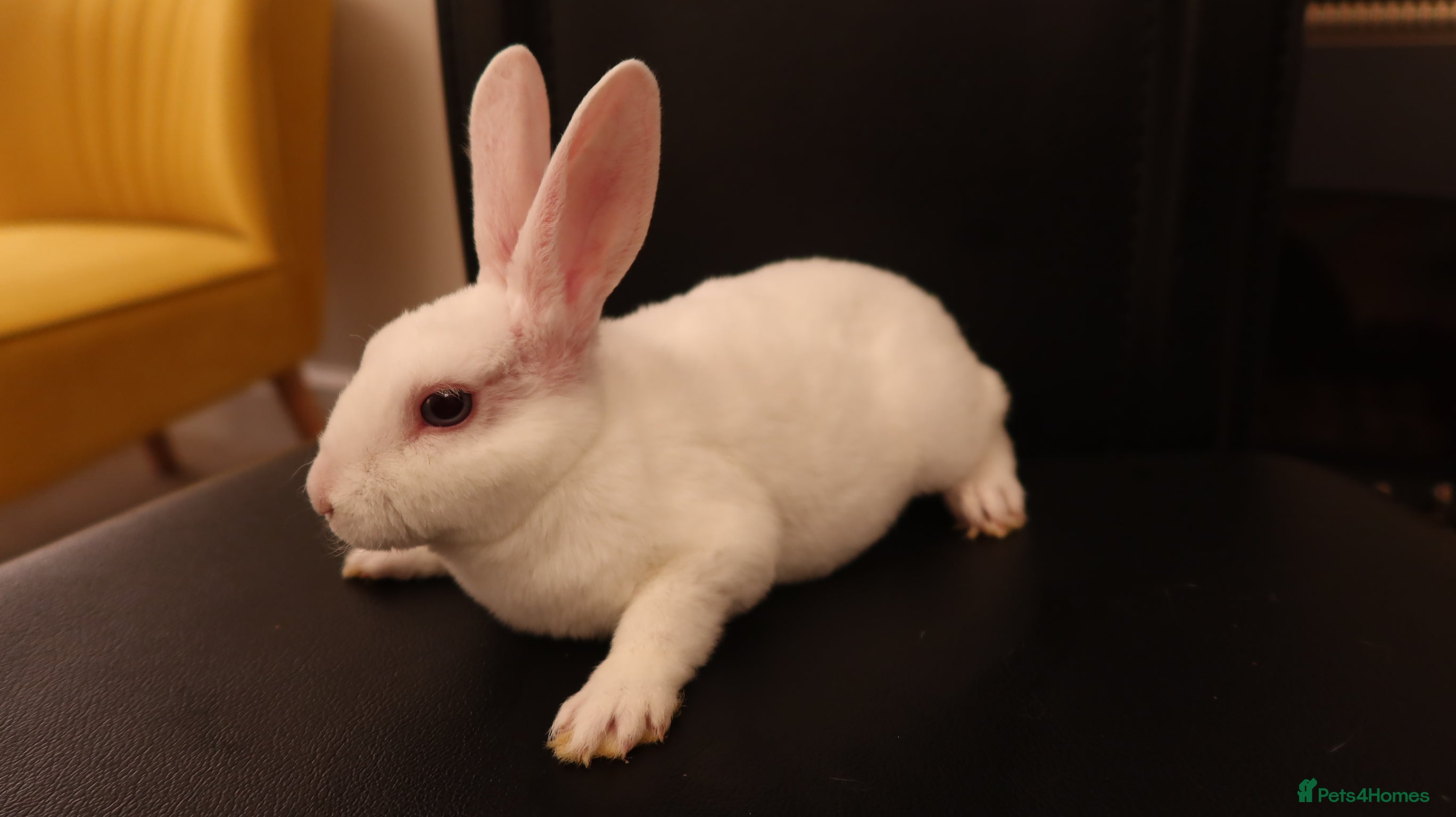 Rex rabbits Mini Rex BEW Rabbits - Advert 1