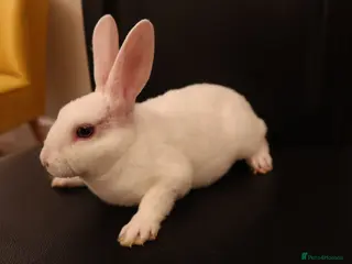 Rex rabbits Mini Rex BEW Rabbits - Advert 1