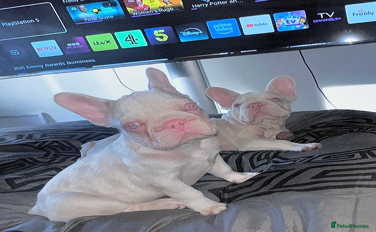 French Bulldog dogs - Advert 3