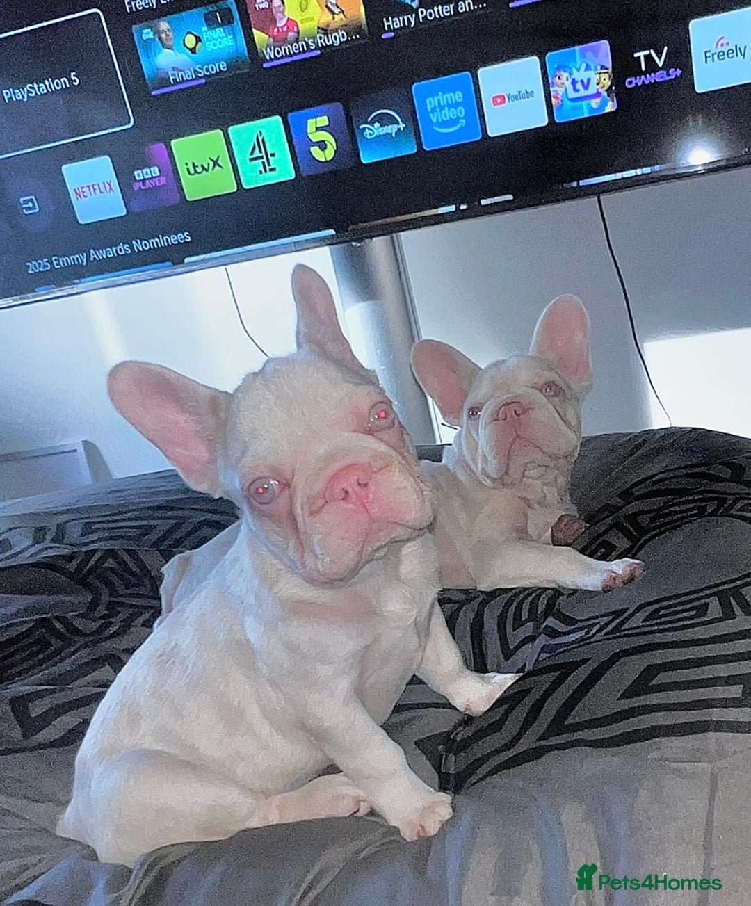 French Bulldog dogs for sale: High DNA French bulldog Male & Females  - Image 1