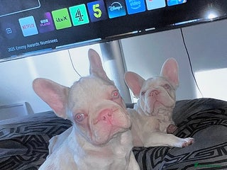 French Bulldog dogs - Advert 1