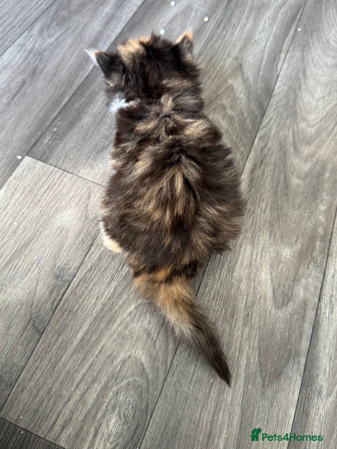 Persian cats for sale: Persian Kittens  - Image 5