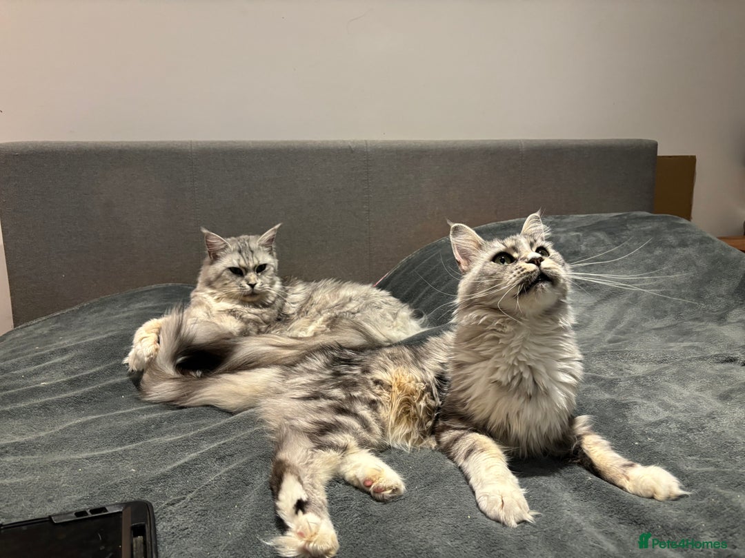 Maine Coon cats for sale: Attention Please ‼️ - Advert 14