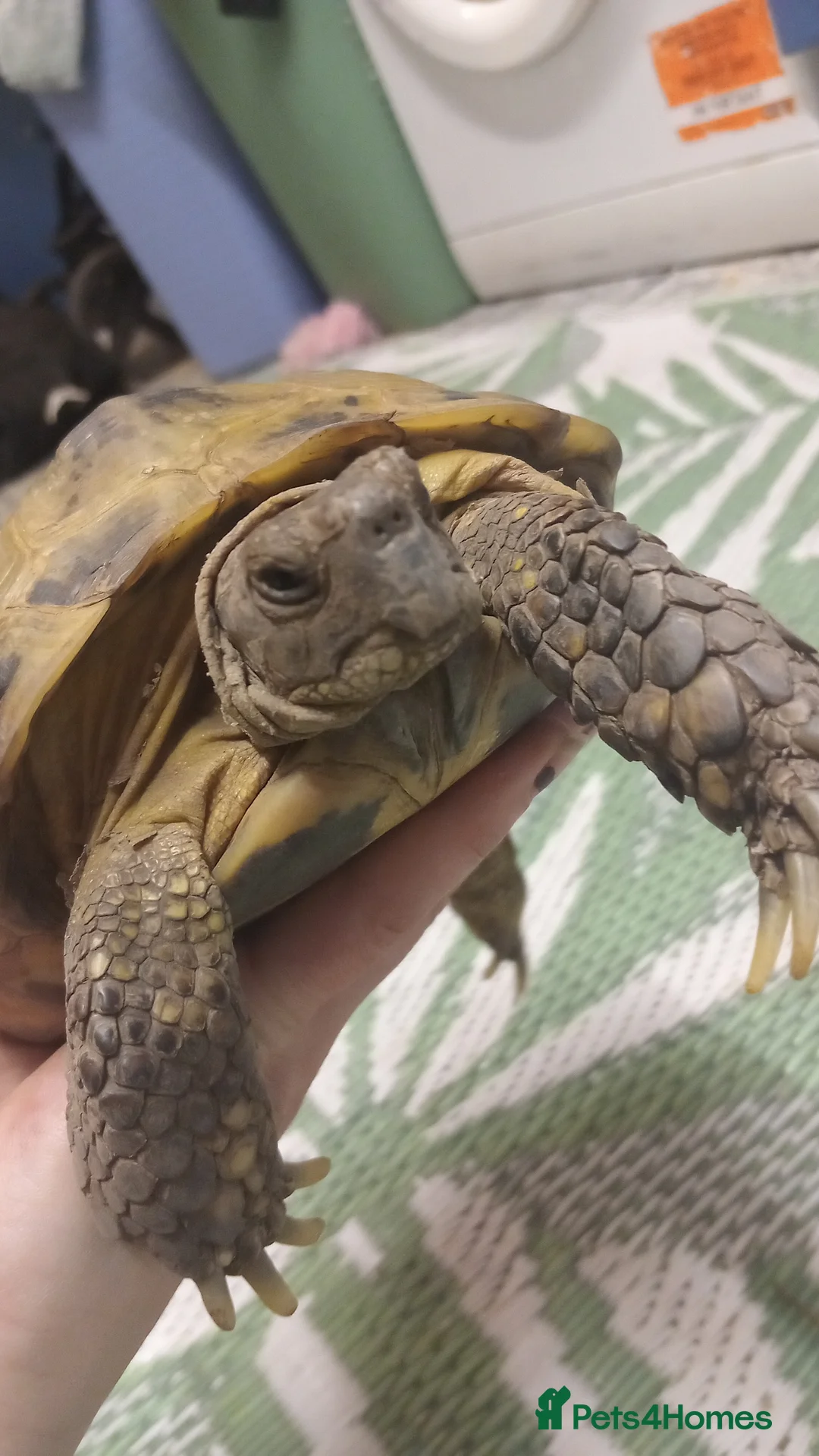 Tortoise reptiles for sale: Horse field tortoises in Chesterfield - Advert 1