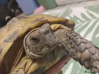 Tortoise reptiles Horse field tortoises in Chesterfield - Advert 2