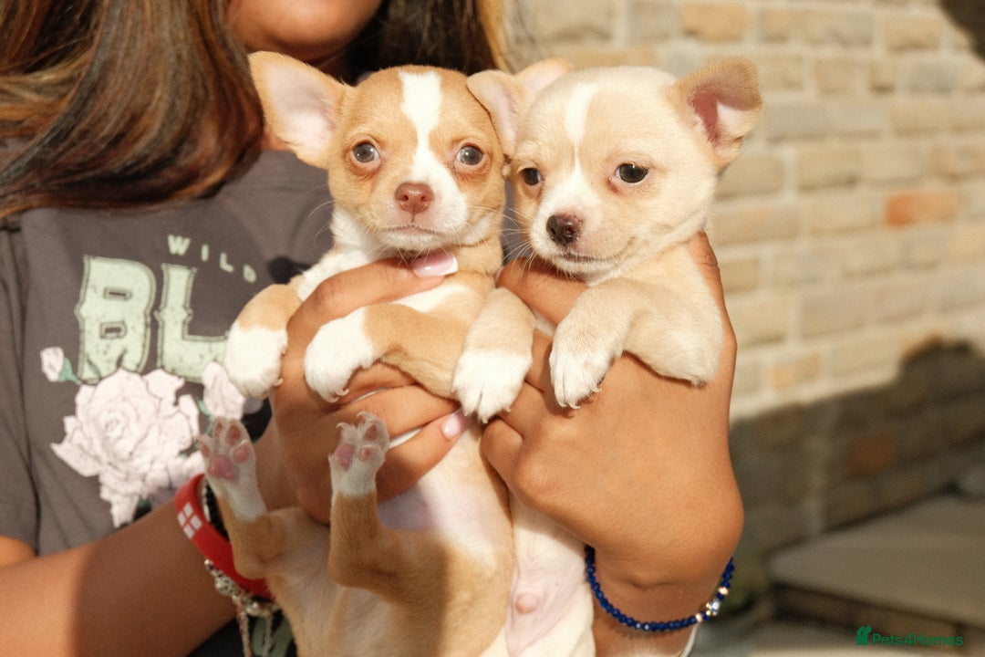 Chihuahua dogs for sale: 4 beautiful Chihuahua pups - Image 7