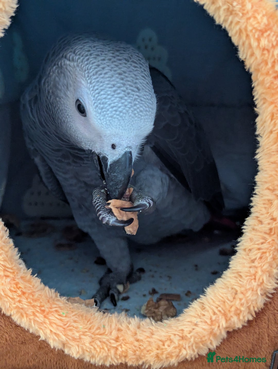 Parrots birds for sale: African grey parrot (Skittles) - Image 1