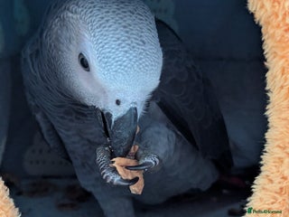 Parrots birds - Advert 21