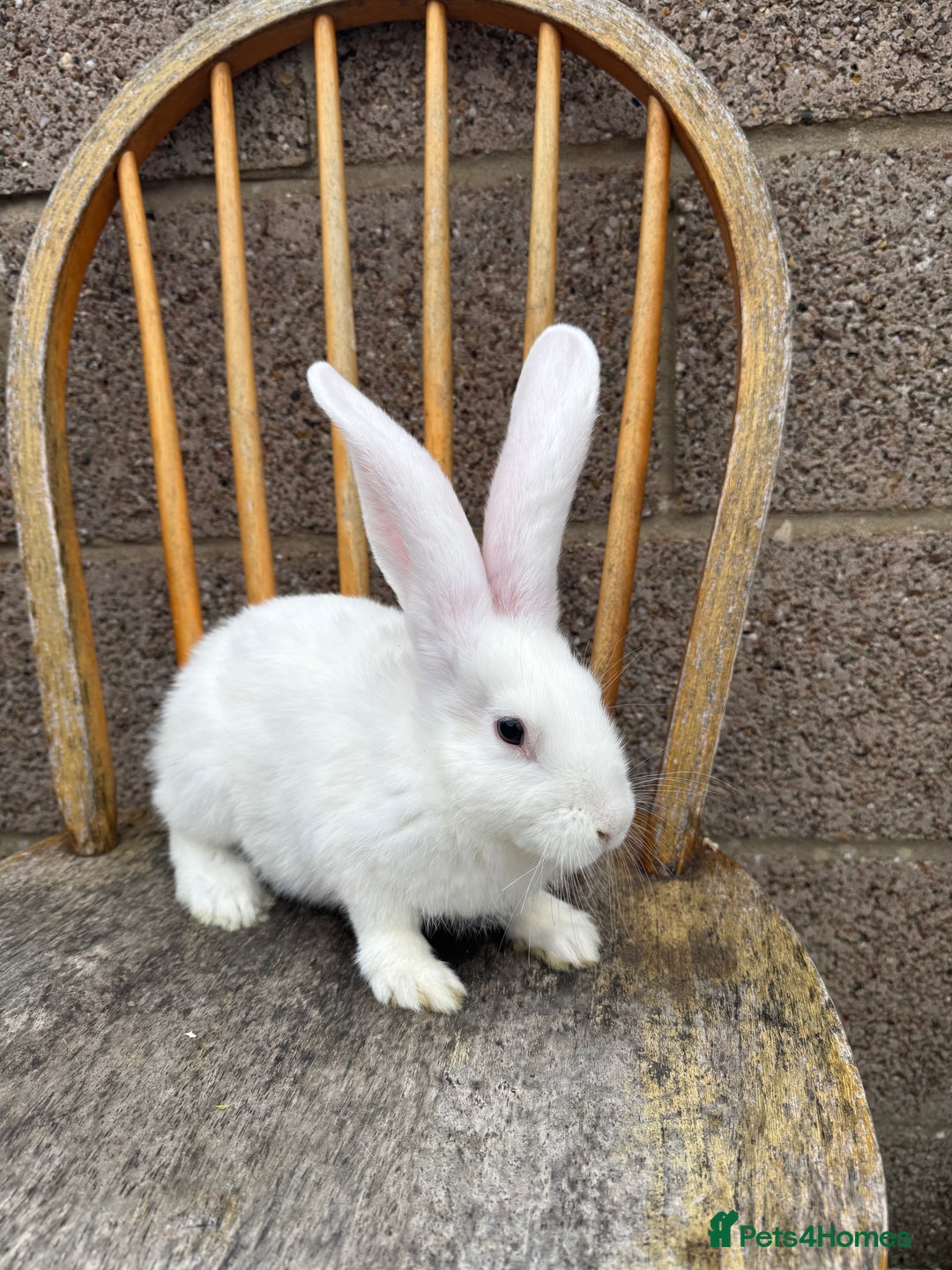 Continental Giant rabbits for sale: Pure breed continental giant female  - Image 9