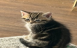 Mixed Breed cats for sale: 5 cute kittens for sale.  - Image 7