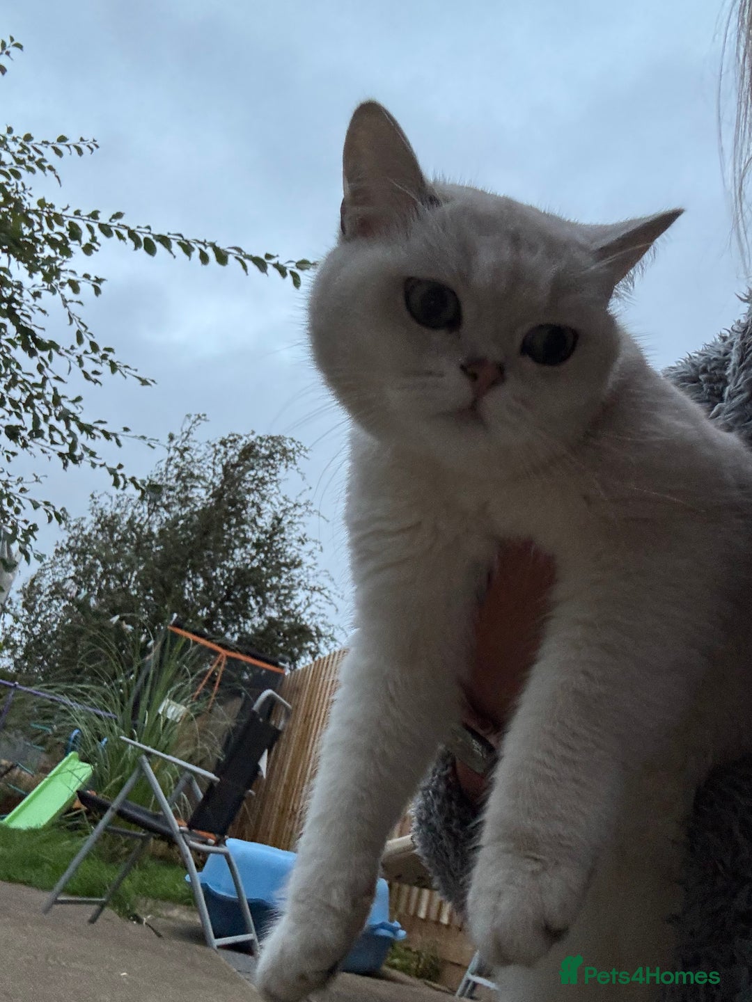 British Shorthair cats for sale: White British Short Hair  - Image 3