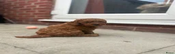 Cavapoo dogs for sale: F1b Cavapoo Puppies - Advert 12
