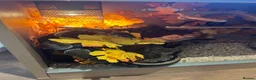 Python Snake reptiles for sale: 5 year old Royal ball Python  in Eastbourne - Advert 7