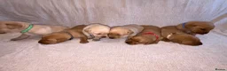 Labrador Retriever dogs for sale: KC Registered Fox Red Labrador Puppies in Aldershot - Advert 7