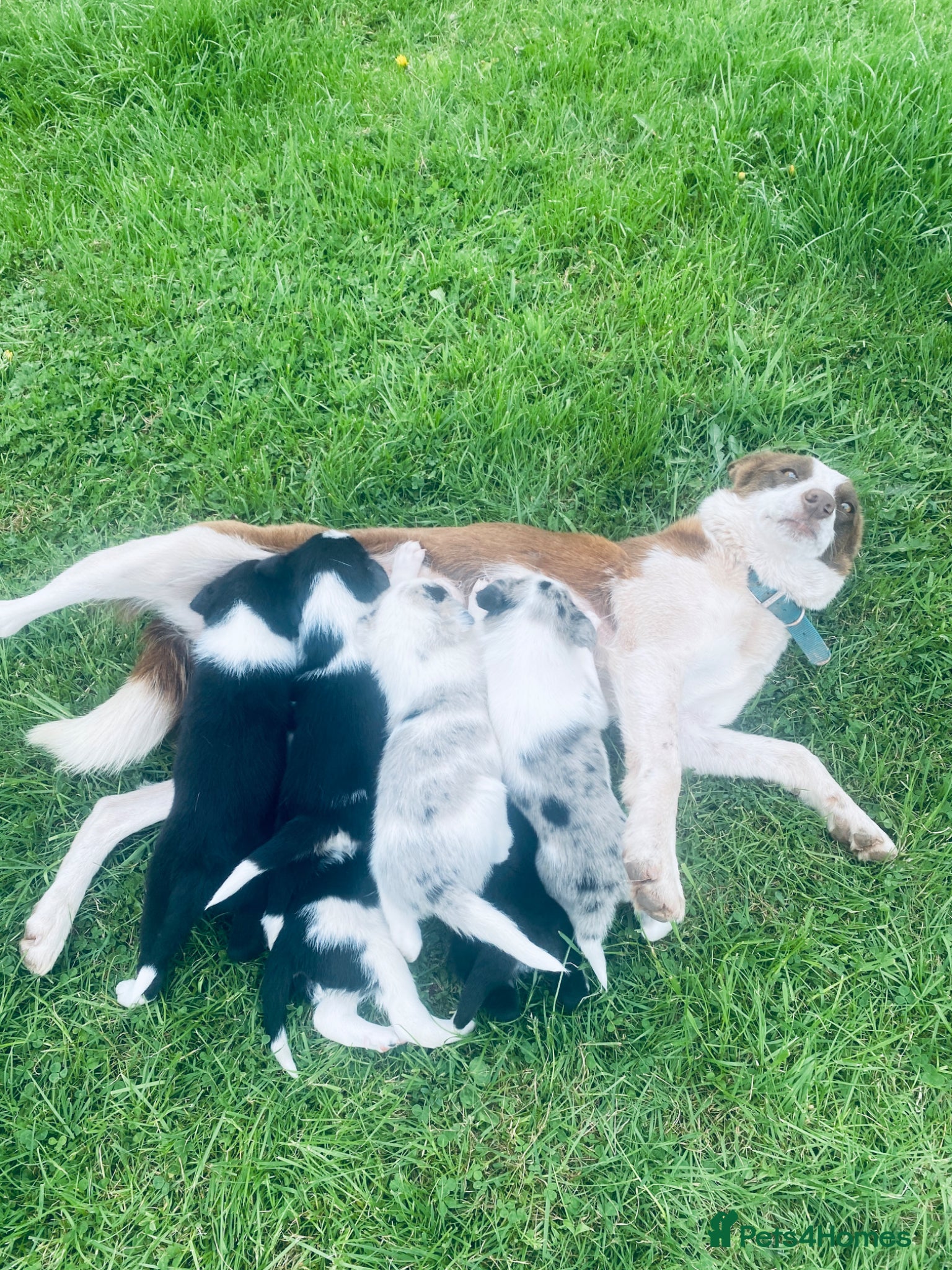 Border Collie dogs for sale: Super litter of border collies - Advert 1