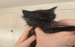 Mixed Breed cats for sale: 4 black fluff balls  - Image 4