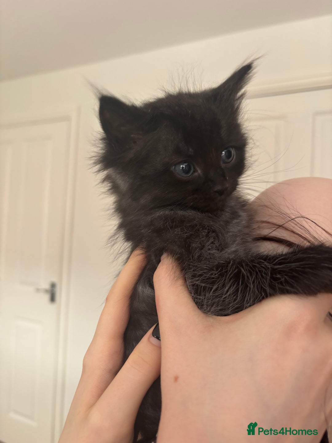 Mixed Breed cats for sale: 4 black fluff balls  - Image 4