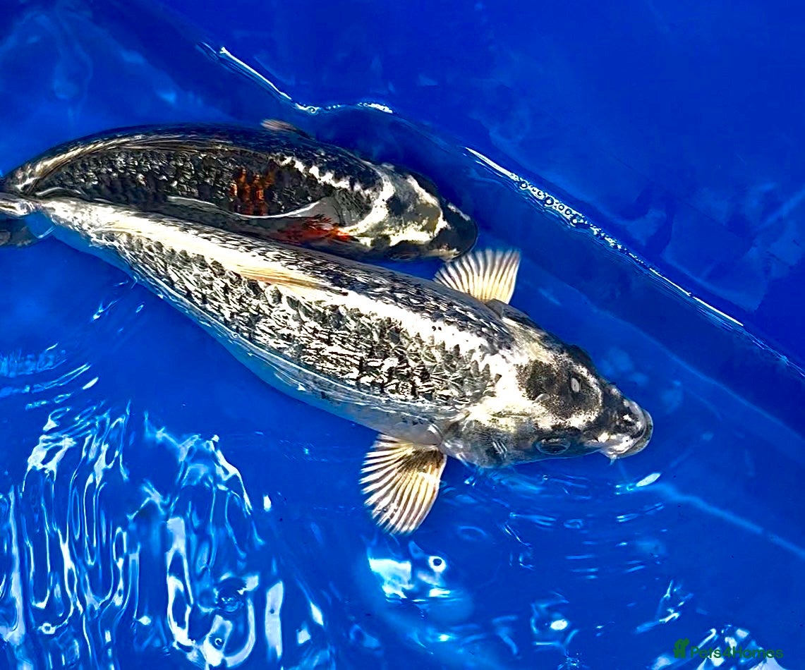 Koi Carp fish for sale: High Quality Japanese Koi - Advert 1