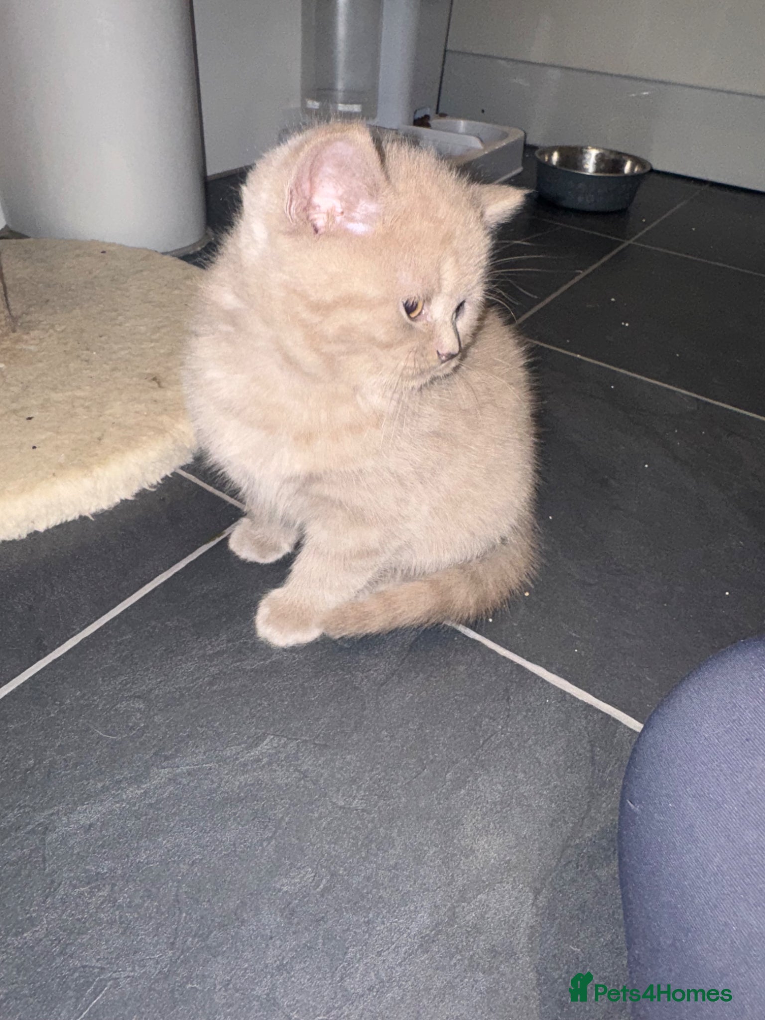 British Shorthair cats for sale: BSH 2 FEMALES LEFT READY NOW  - Advert 5