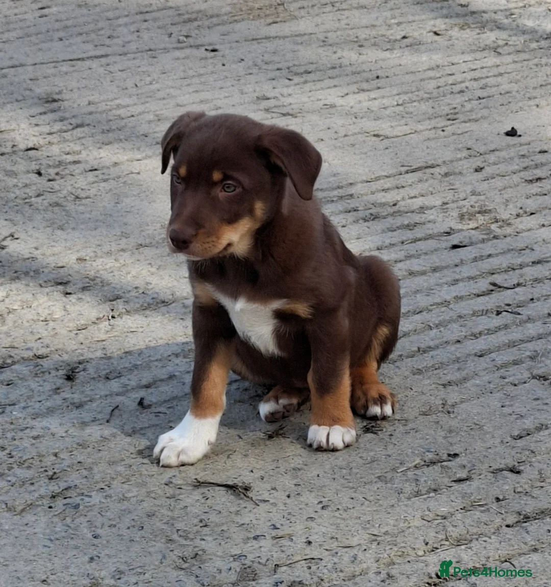 Mixed Breed dogs for sale: Kelpie X Collie puppies in Carmarthen - Advert 6