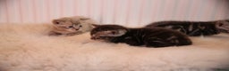 Bengal cats for sale: Adorable Snow / Charcoal Bengal kittens for sale - Advert 8