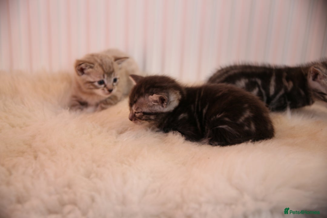 Bengal cats for sale: Adorable Snow / Charcoal Bengal kittens for sale - Advert 8