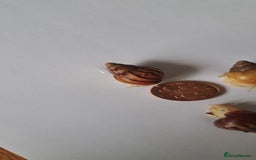 Snails invertebrates for sale: African Land Snails Hatched 21/4/25 - Image 5