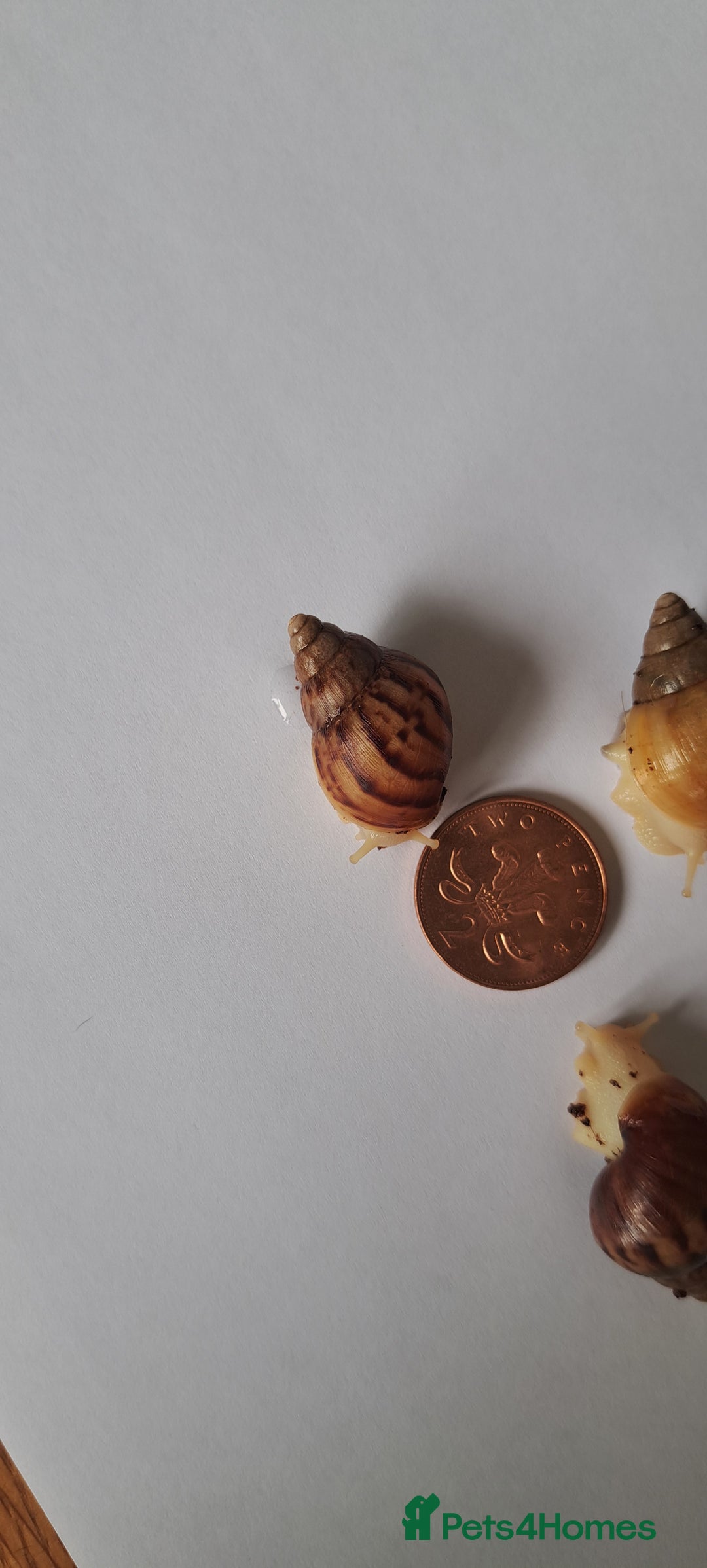 Snails invertebrates for sale: African Land Snails Hatched 21/4/25 - Image 5