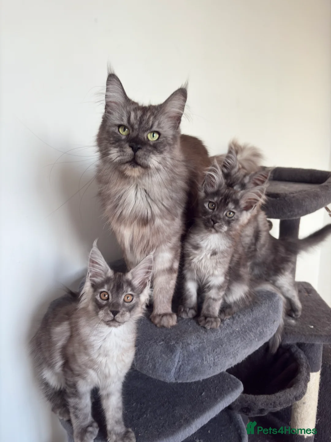 Maine Coon cats for sale: Maine coon kittens - Advert 14