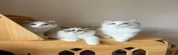 Ragdoll cats for sale: Adorable Ragdoll Kittens - 12 Weeks, Ready Now - Advert 5