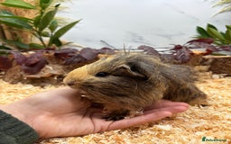 Guinea Pig rodents for sale: 🏡🐹 Multiple pretty Boys available 🐹🏡 - Image 4