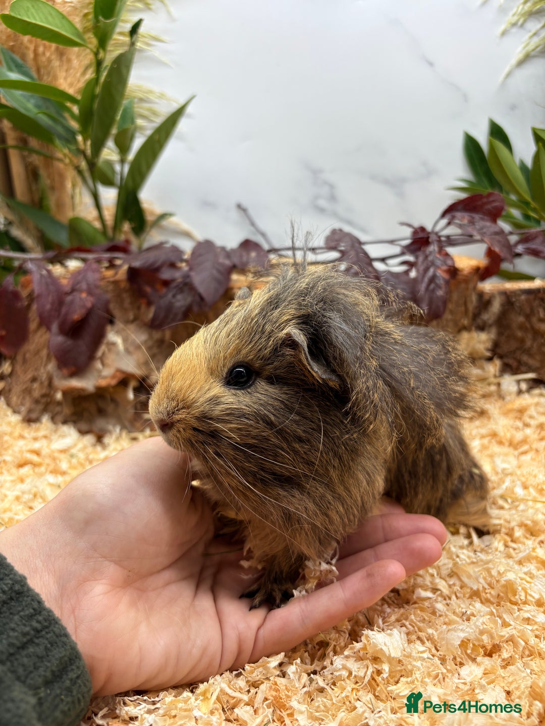 Guinea Pig rodents for sale: 🏡🐹 Multiple pretty Boys available 🐹🏡 - Image 4