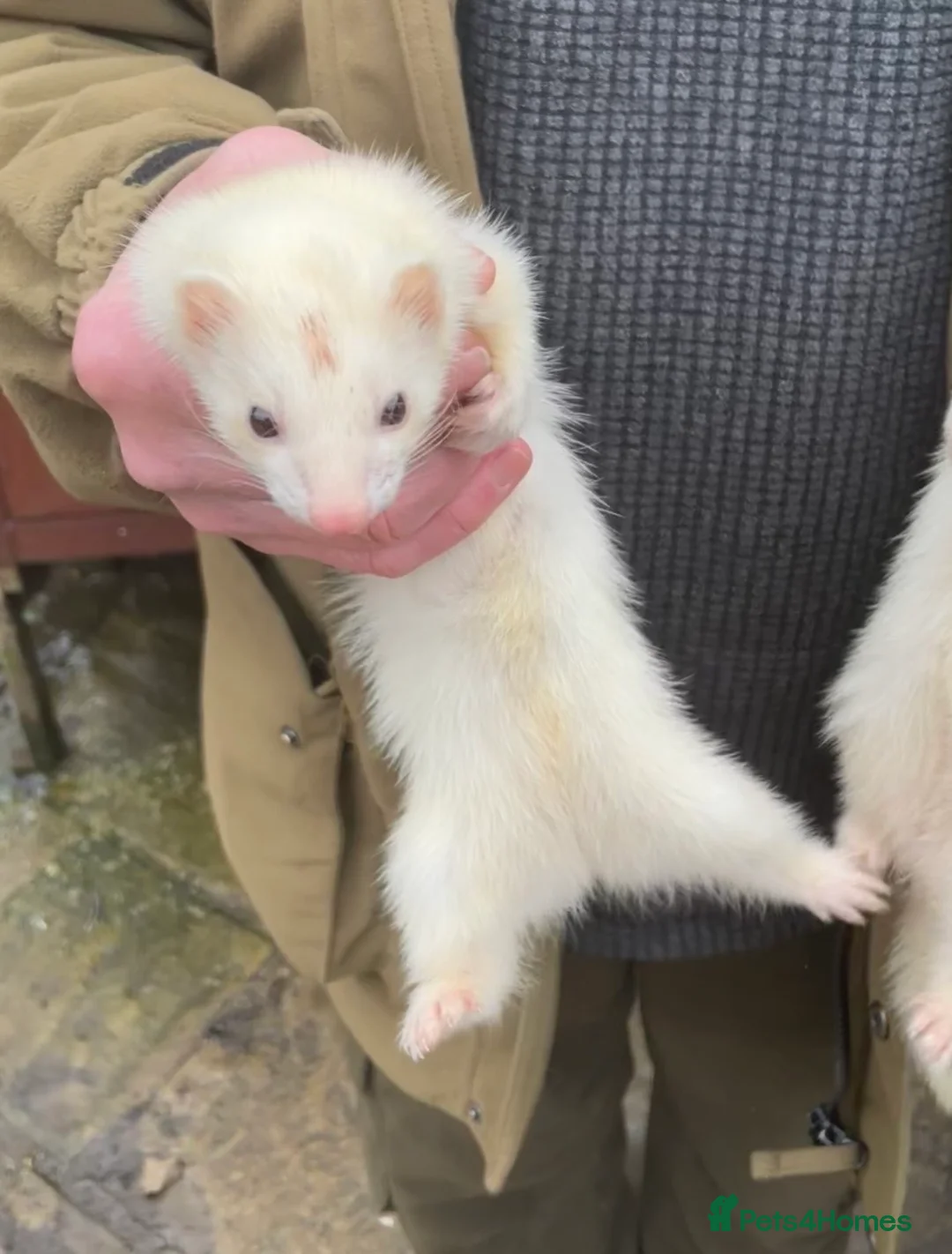Ferret rodents for sale: Black Eyed White Gills - Advert 4