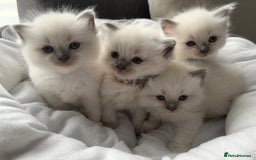 Ragdoll cats for sale: Ragdoll-lovely kittens - Image 1